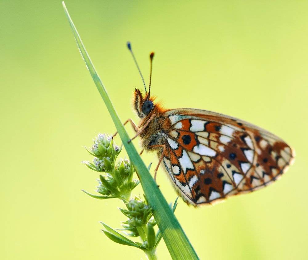 macro, closeup, insect, макро, насекомые, gnilenkov, Alexey Gnilenkov