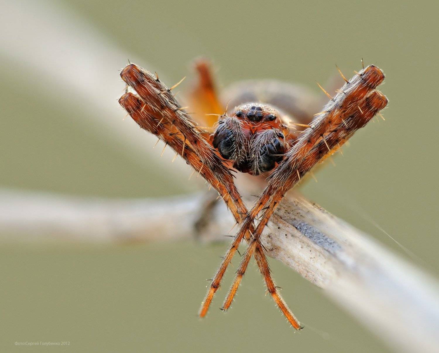 , Сергей Голубенко