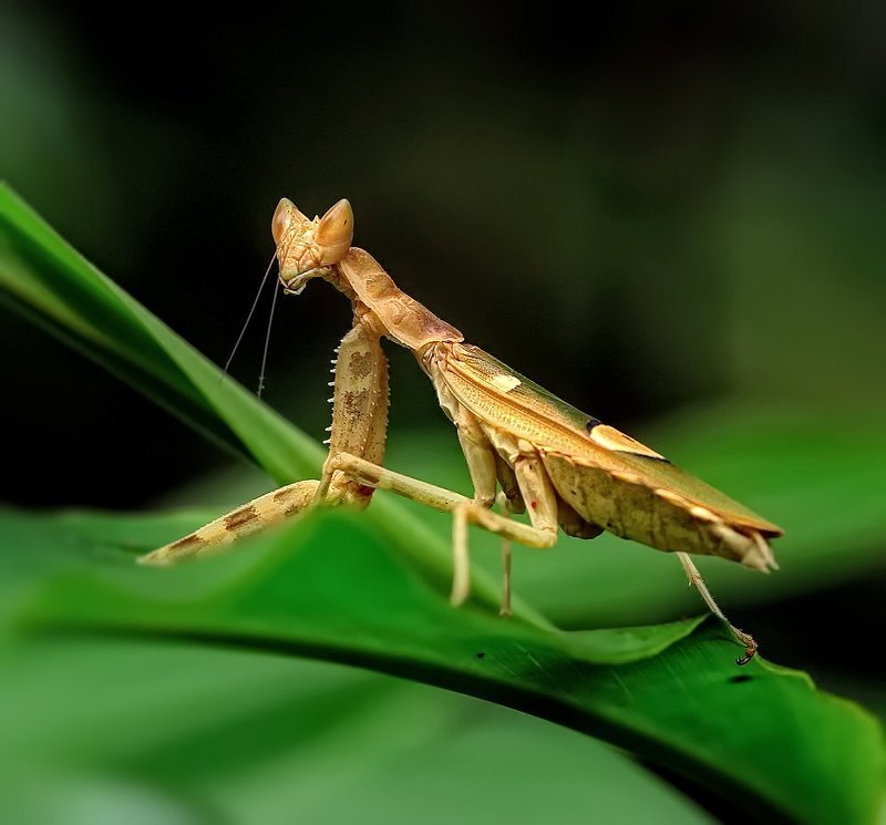 macro, closeup, insect, макро, насекомые, gnilenkov Богомольчик... фото превью