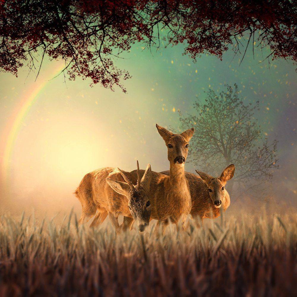, Caras Ionut