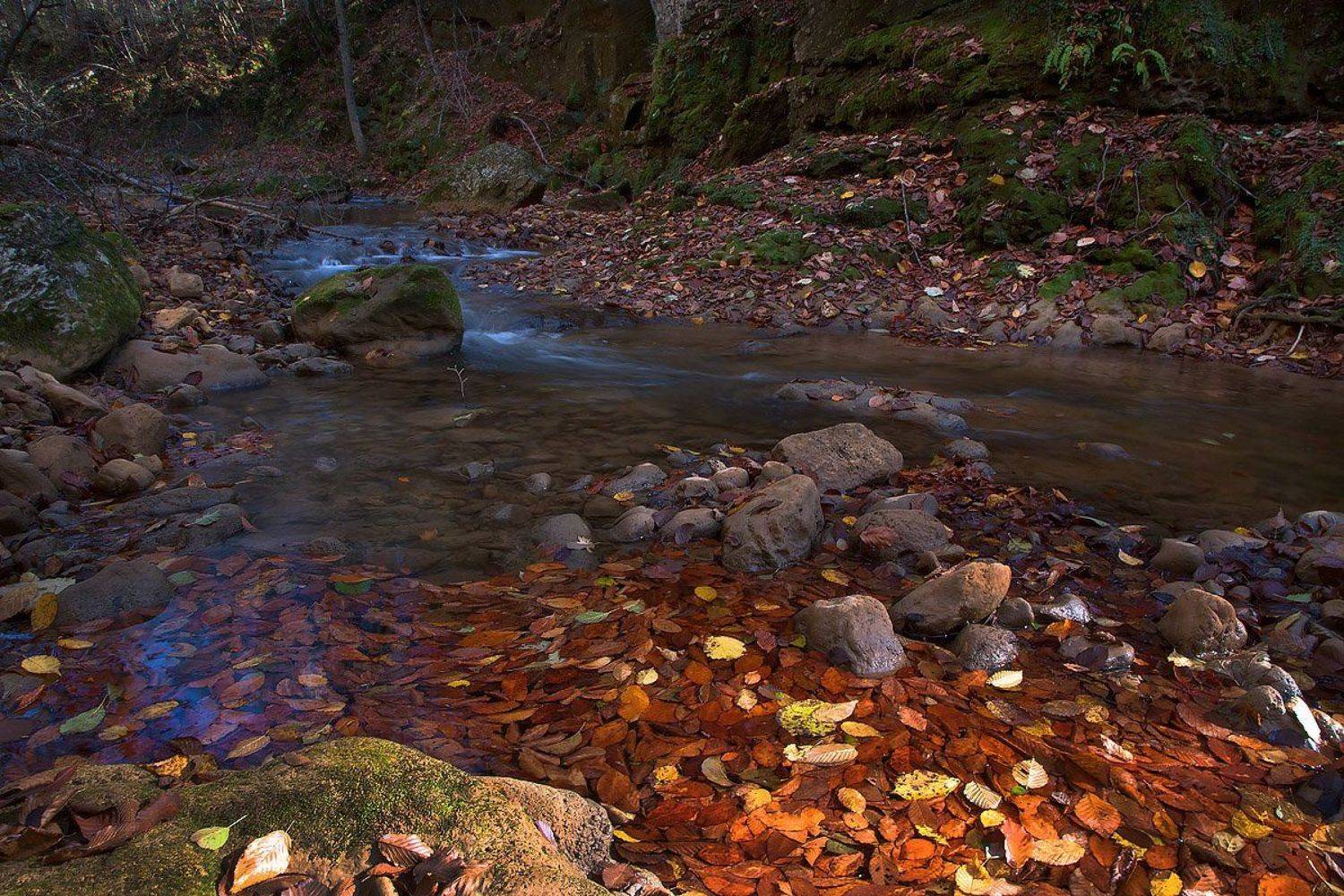 осень , мезмайка, Ирина Заграничная