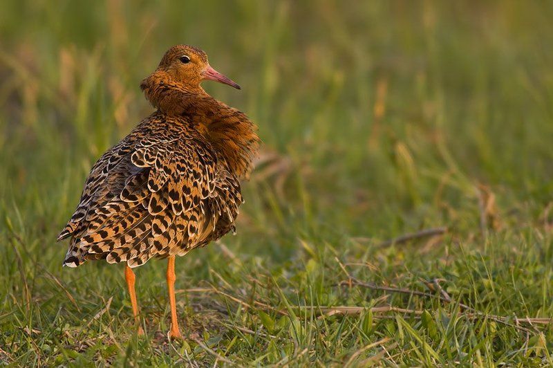 Ruff фото превью