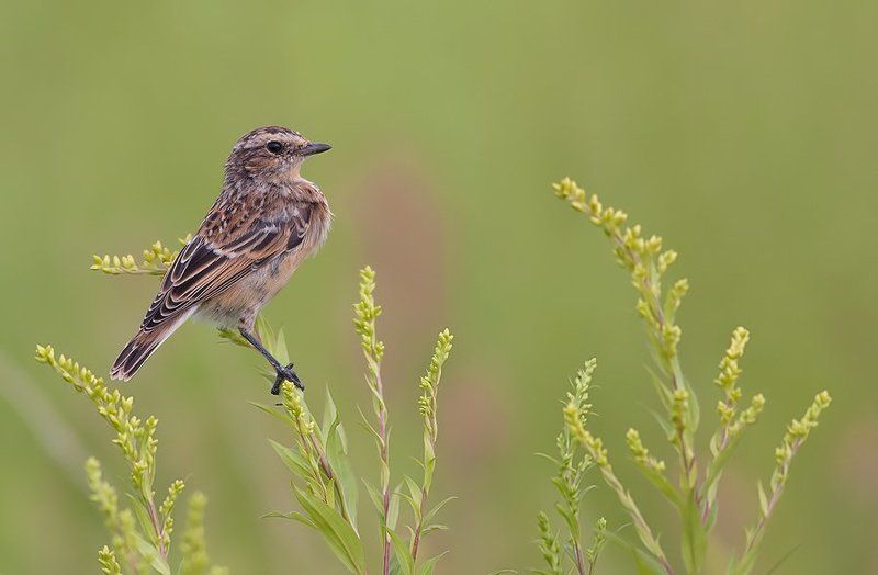Whinchat фото превью