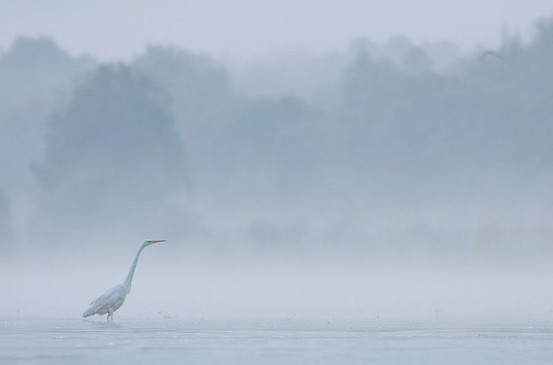 Great Egret фото превью