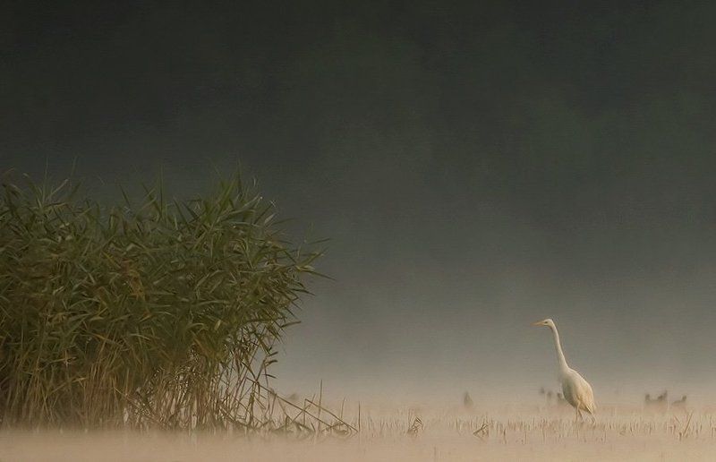 Great Egret фото превью
