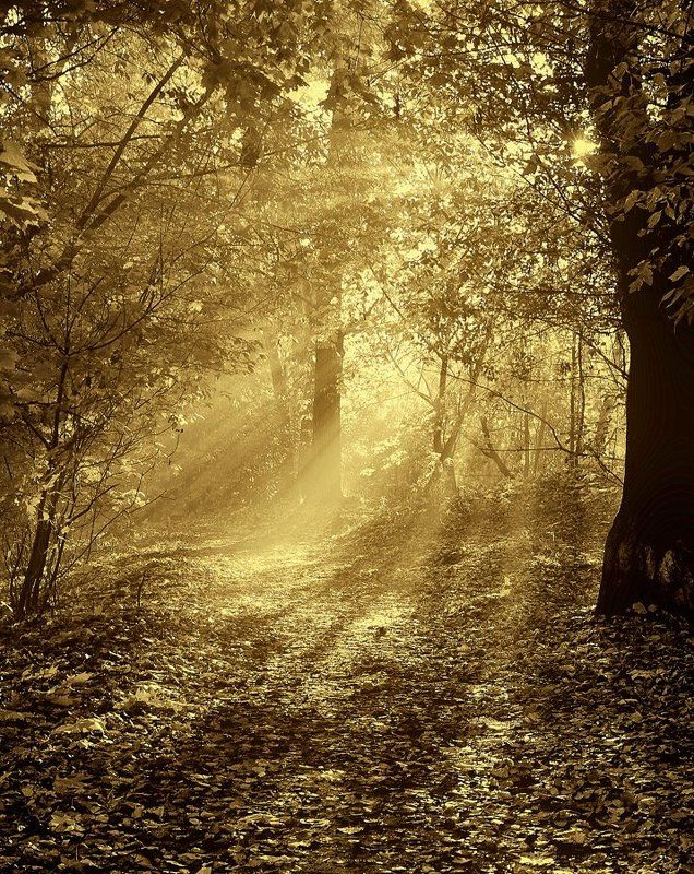 про желтые листья фото превью