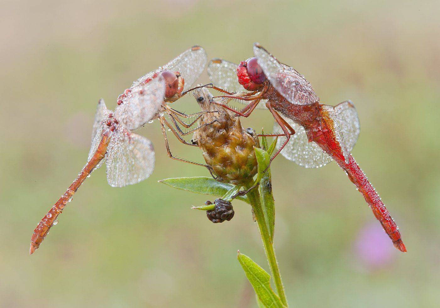 , Андрей Канышев