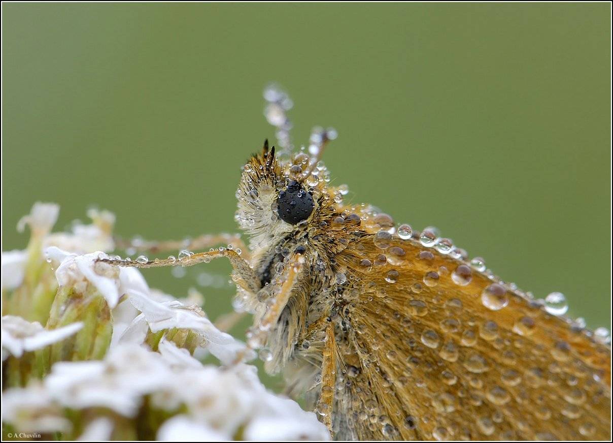 роса,толстоголовка,бабочка,утро, Александр Чувилин