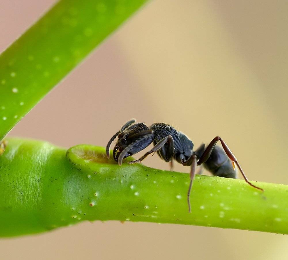 macro, closeup, insect, макро, насекомые, gnilenkov, Alexey Gnilenkov