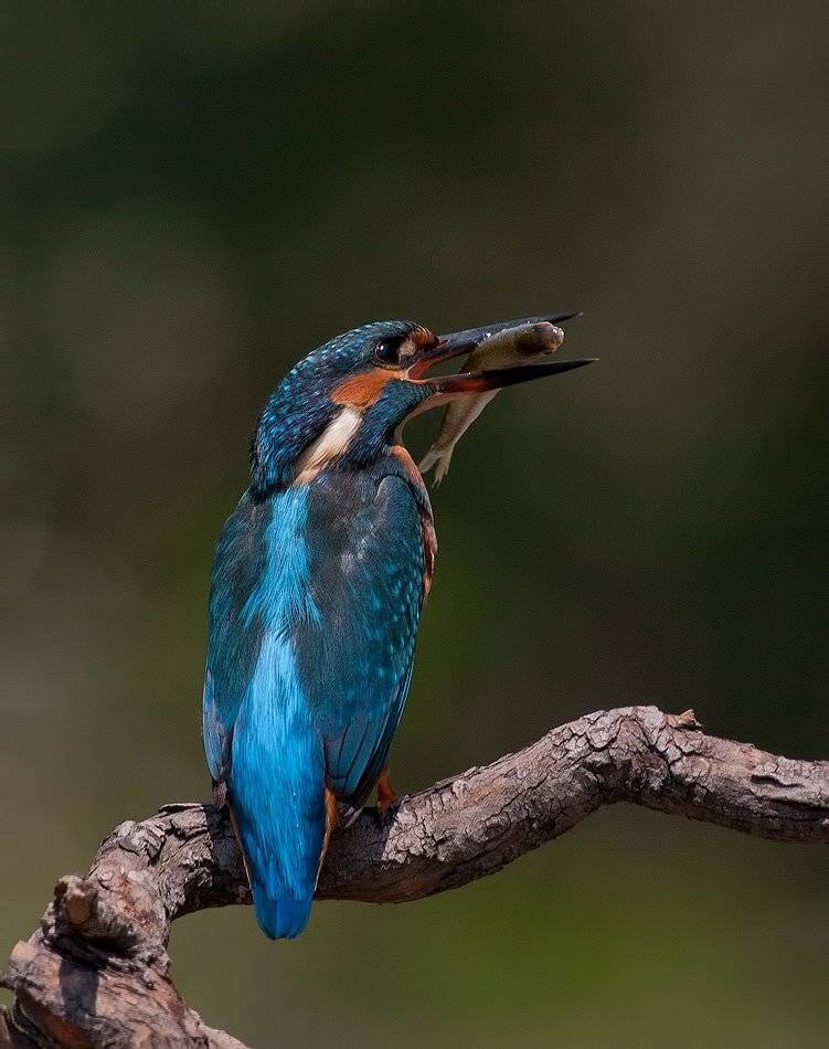 , Стефан Дянков