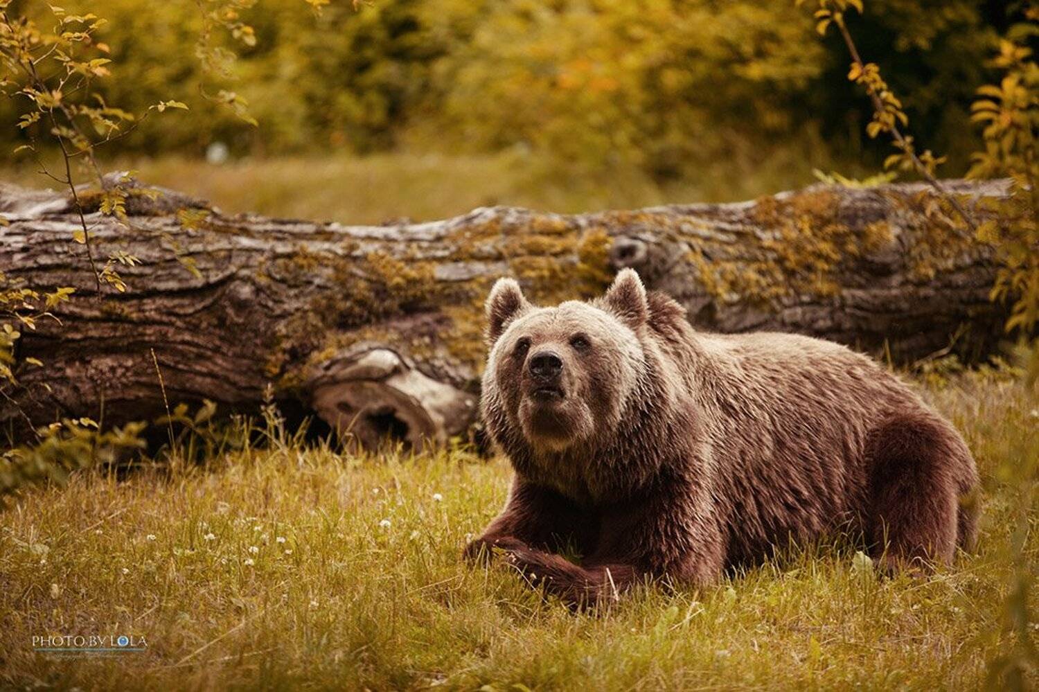 , Лола Пидлуская