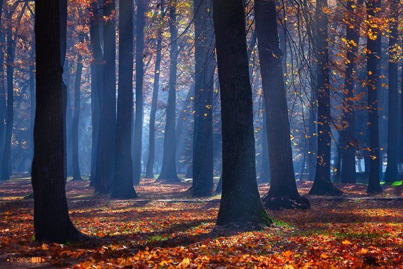Утренний Туман фото превью