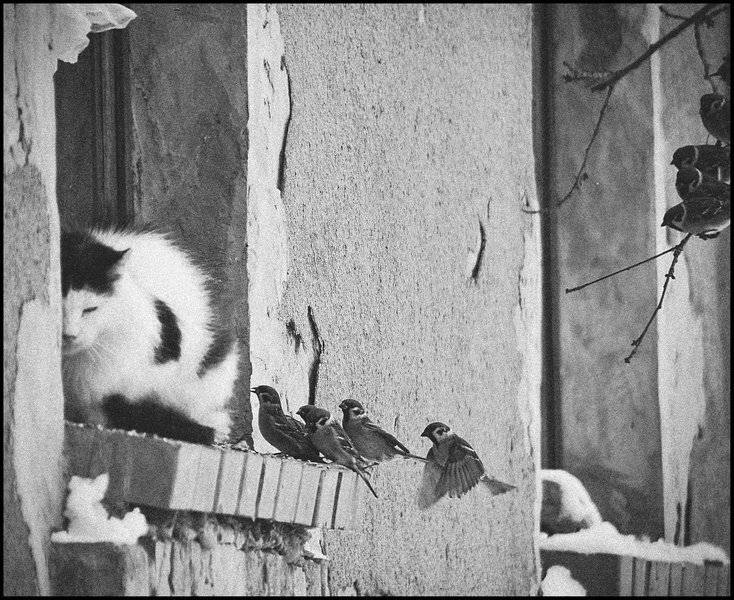 , Глазунов Николай