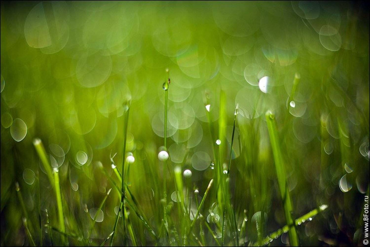 утренняя, роса, макро, газон, трава, Алексей Строганов