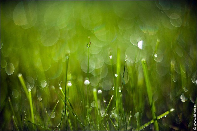 утренняя, роса, макро, газон, трава Утренняя роса фото превью
