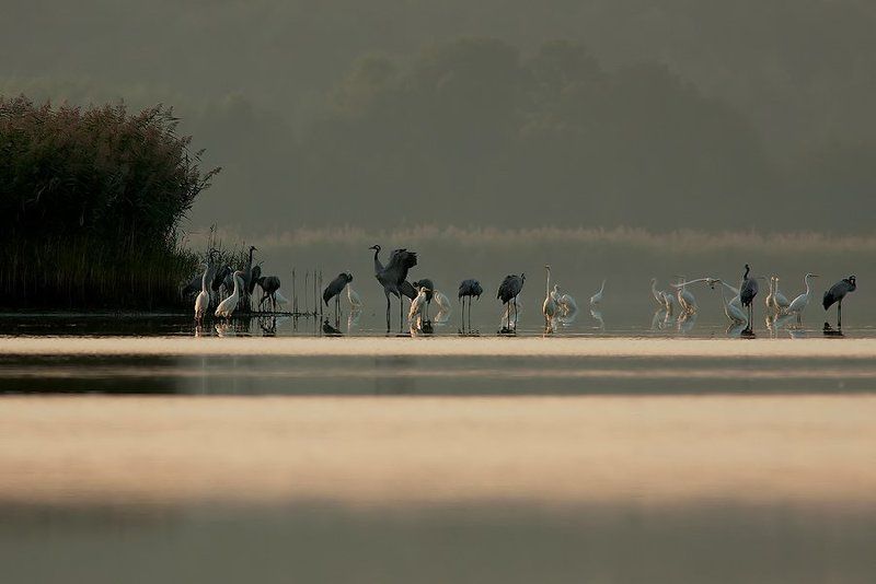 Ardea alba & Common crane фото превью