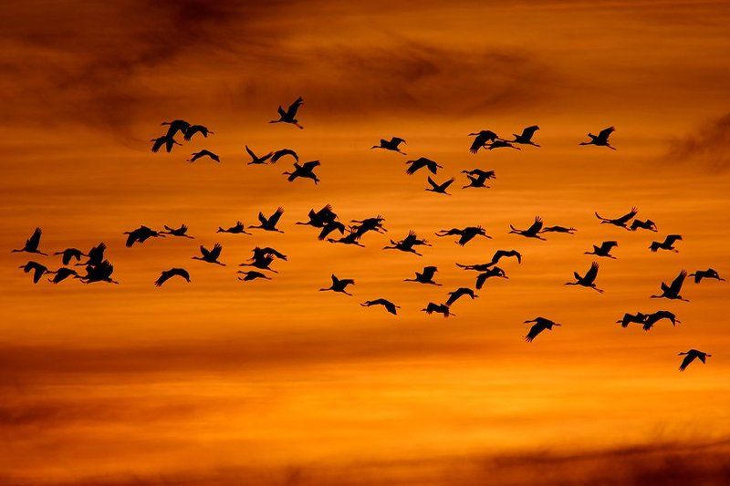 Common crane фото превью