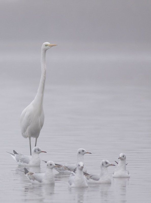 Great Egret фото превью