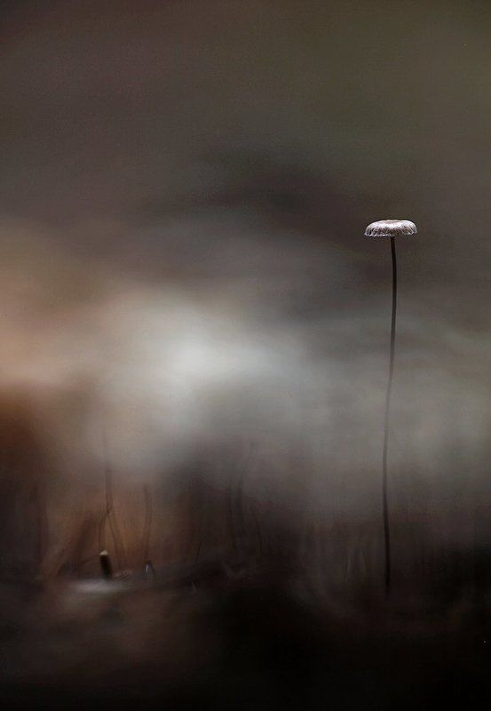 III Мировая окончена. Победитель. фото превью