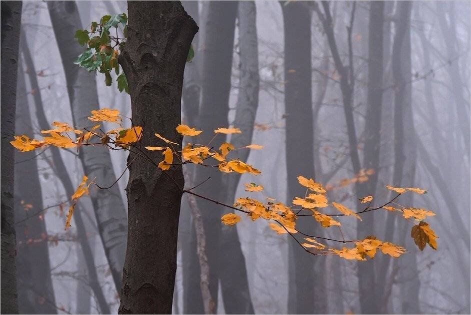bulgaria, , vitosha, Svetoslav