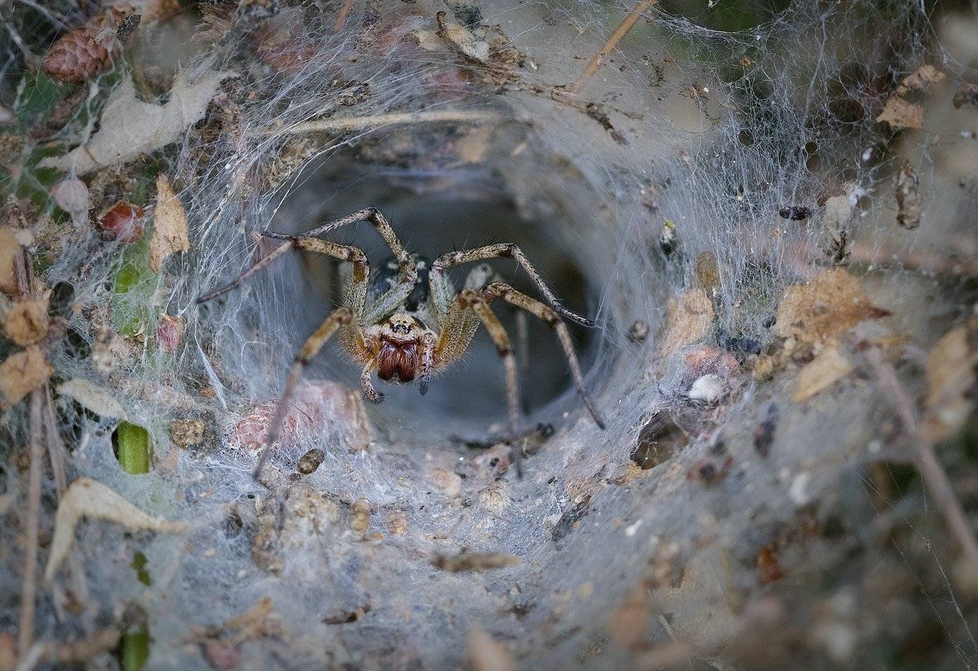 , Андрей Канышев