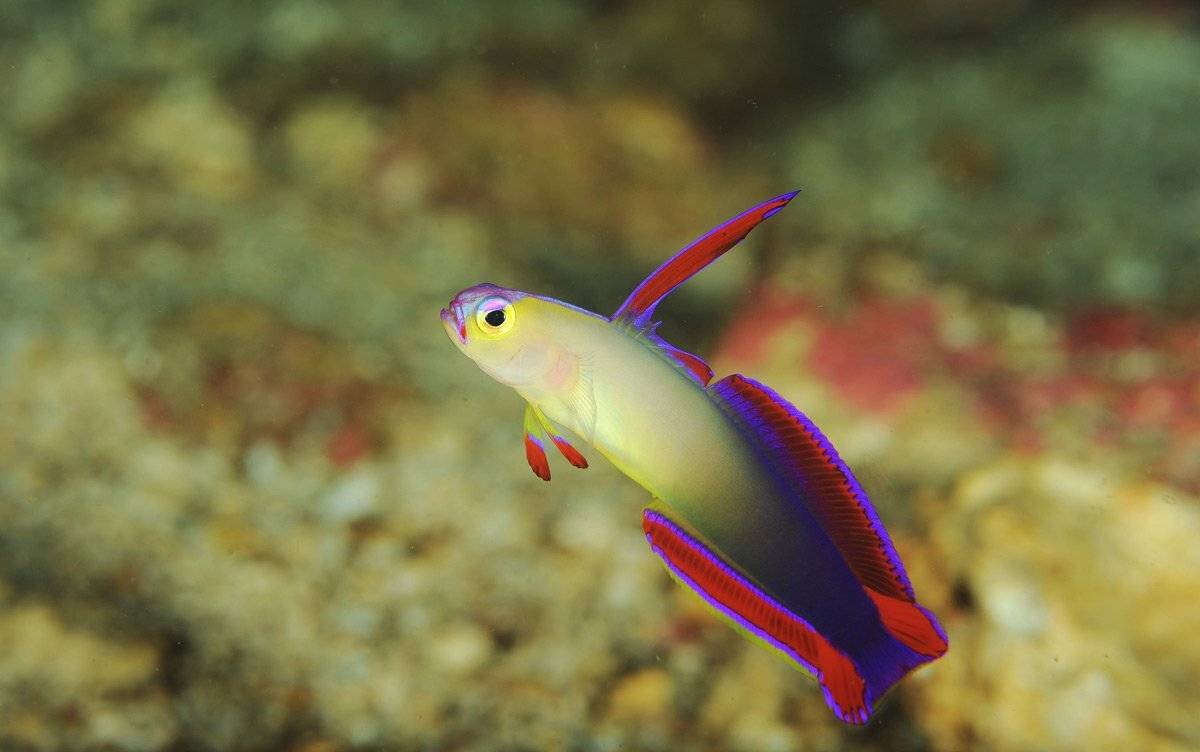 , Андрей Шпатак