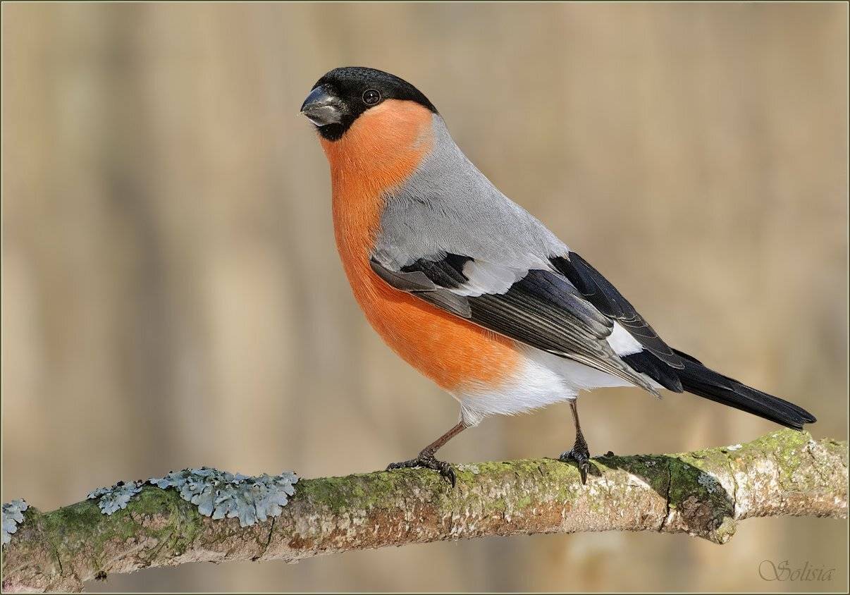 птицы, природа, снегирь, самец, pyrrhula pyrrhula, Солисия