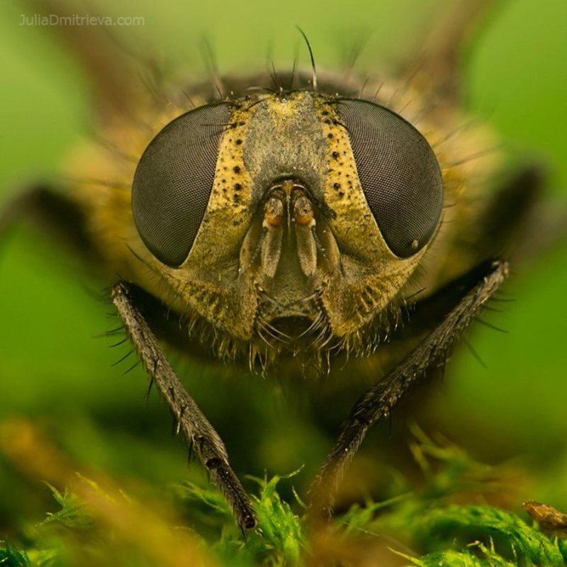 Мух фото превью