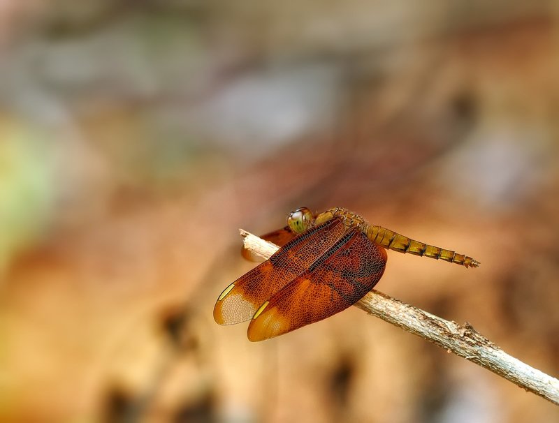 Neurothemis fulvia (female) фото превью
