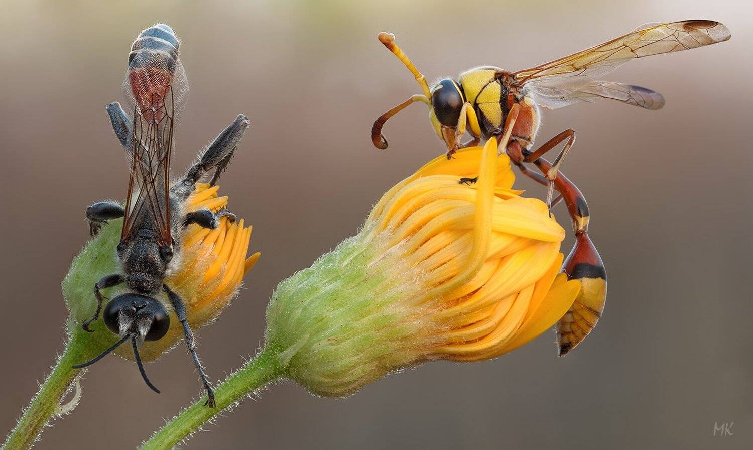 оса, гончар, дорожная, Miron Karlinsky