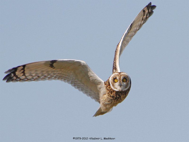 Болотная сова; Marsh Owl (Lat. Asio flammeus). фото превью