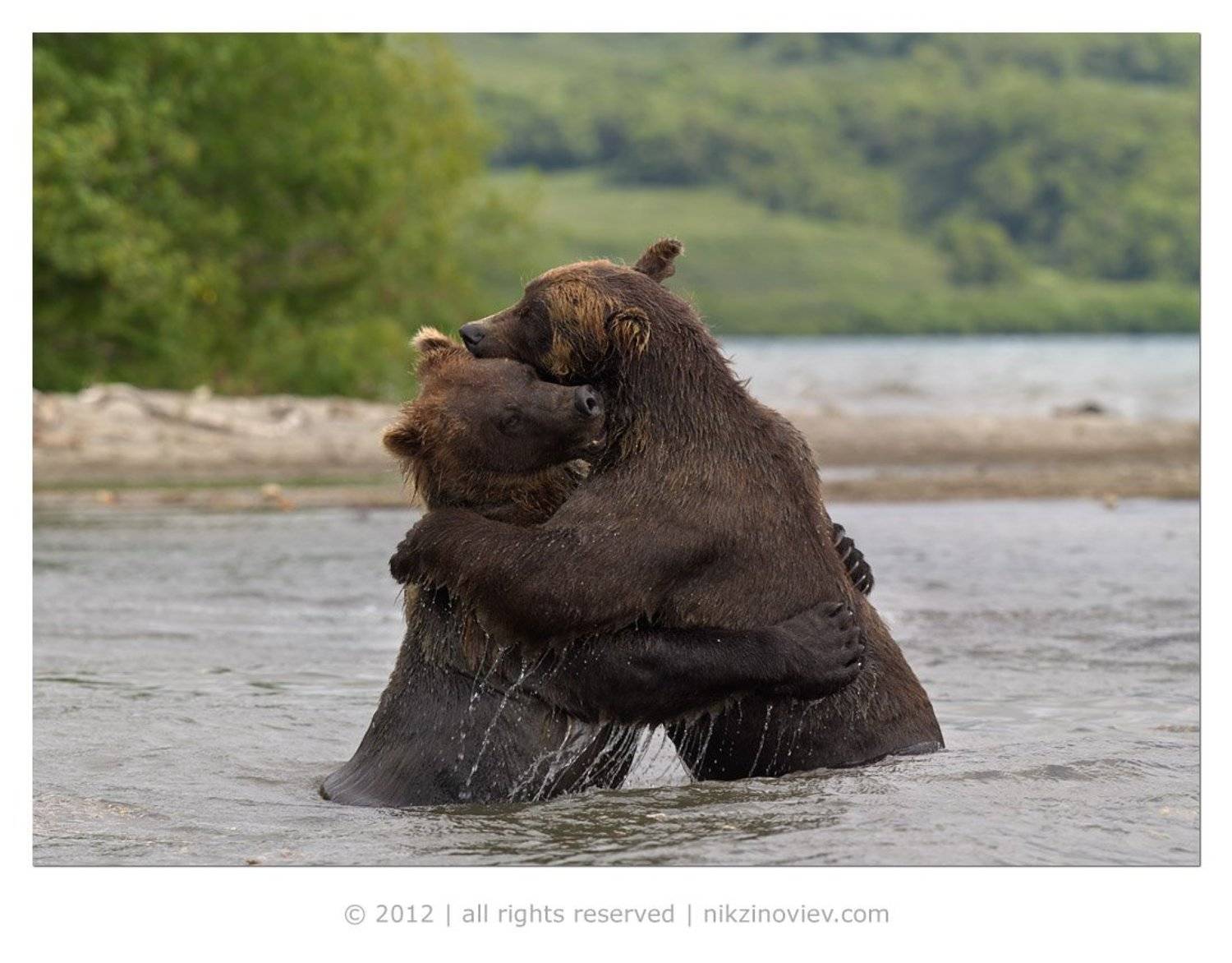 медведь, камчатка, курильское озеро, дикая природа, россия, николай зиновьев, Николай Зиновьев