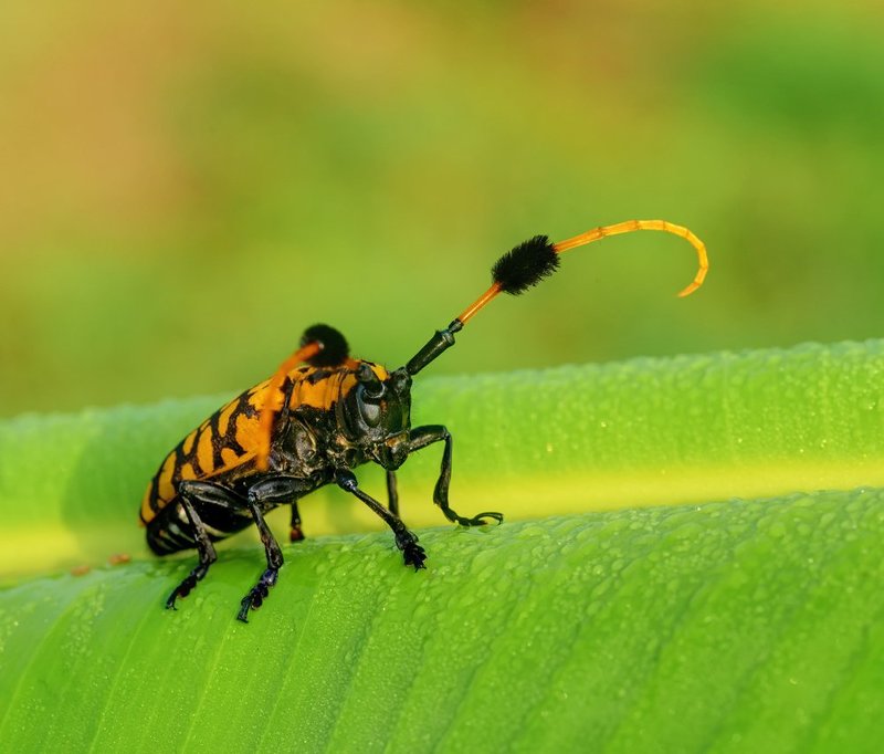 Aristobia approximator фото превью