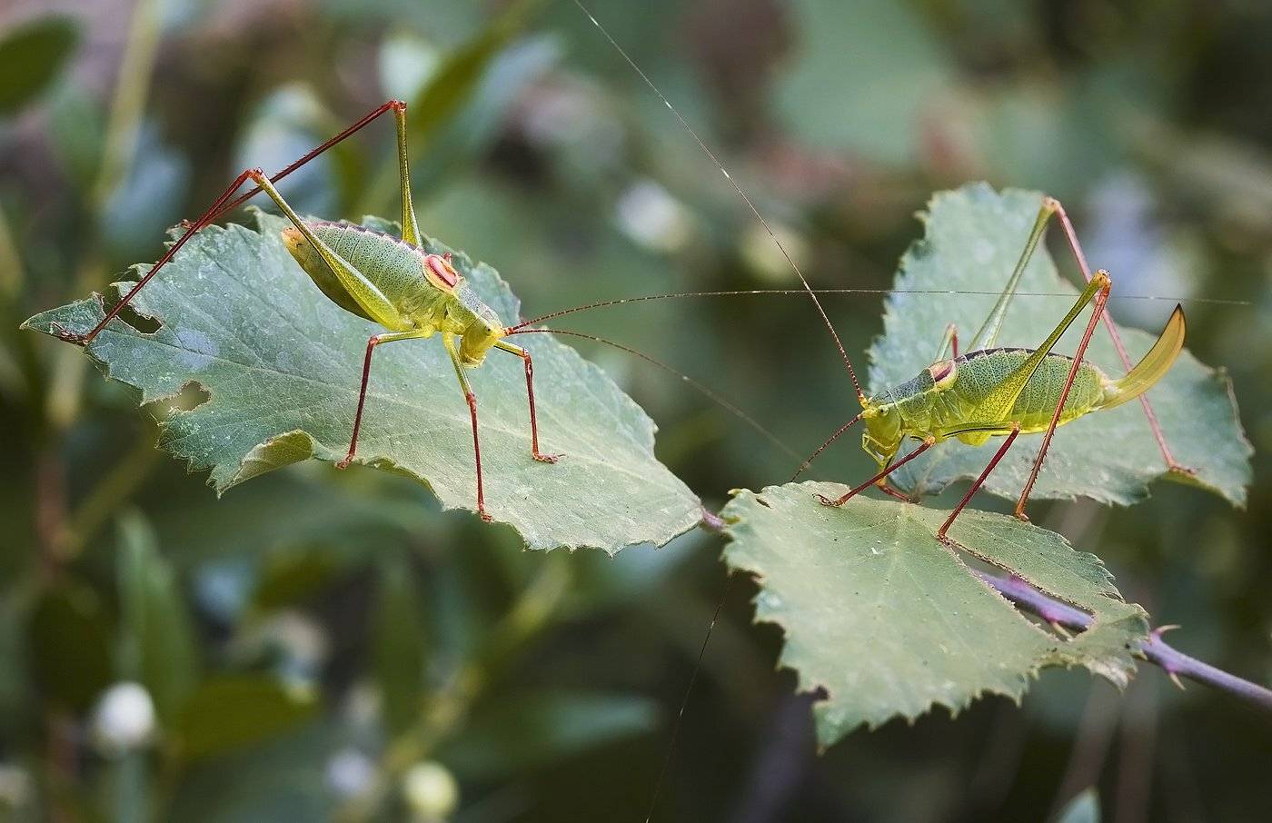 , Андрей Канышев
