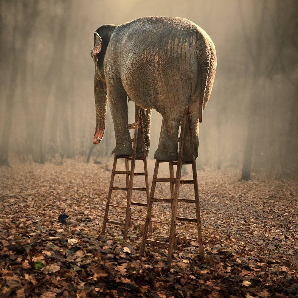 , Caras Ionut