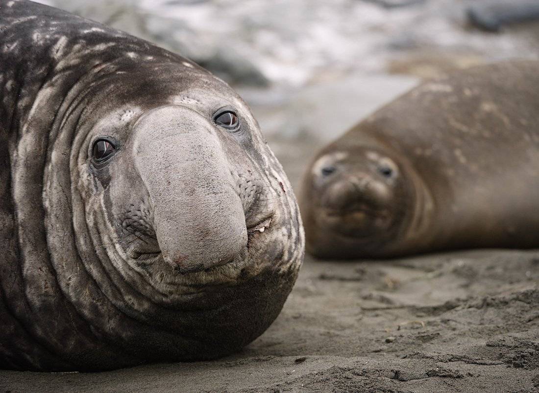 south, georgia, Андрей Ведерников