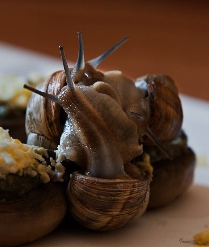 виноградные, улитки Камасутра в исполнении виноградных улиток! фото превью