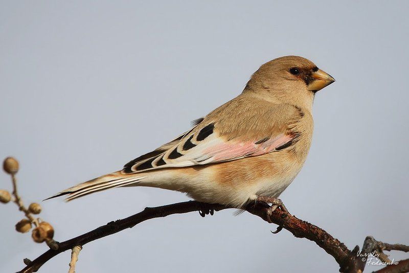 буланый, вьюрок, rhodospiza, obsoleta Буланый фото превью