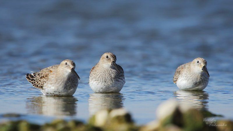 чернозобик, кулик, calidris, alpina Зобики фото превью