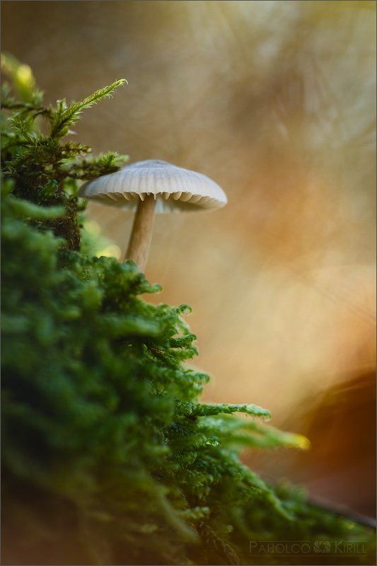 На краю фото превью