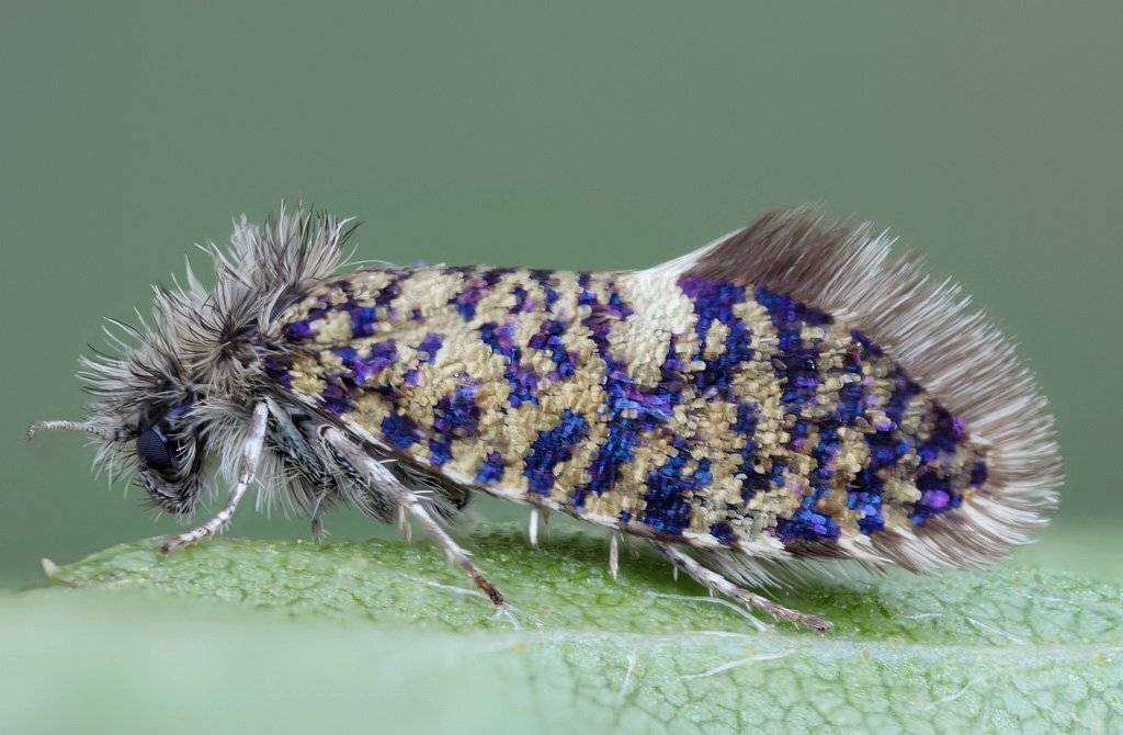 , Сергей Таланов