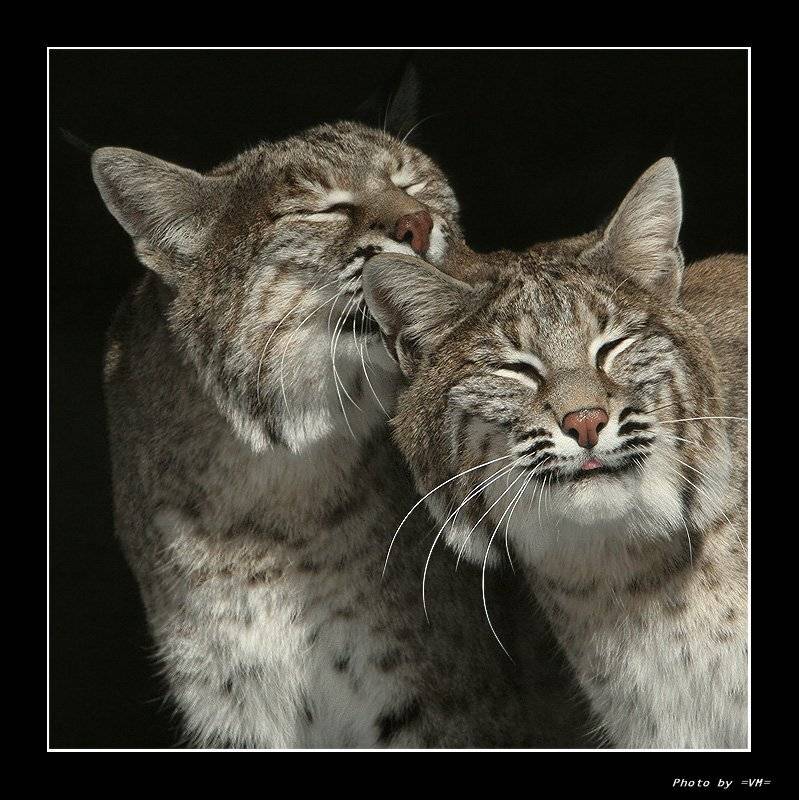 , &copy; =Vladimir Meshkov=