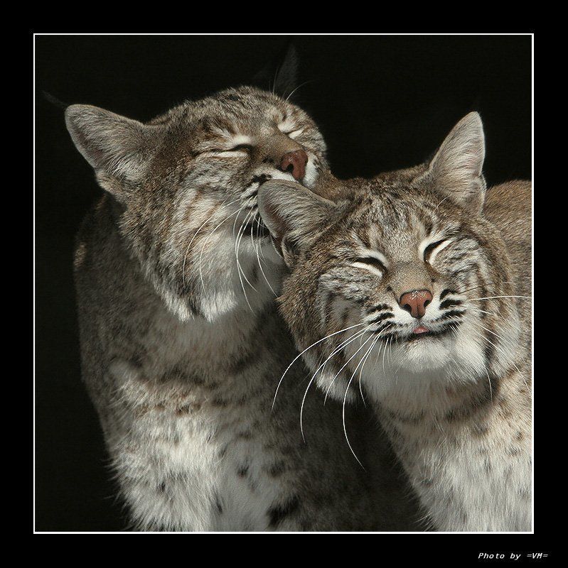 Красные рыси (Red Lynx). фото превью