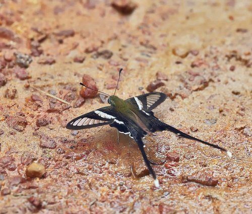 Green Dragontail (Lamproptera meges)