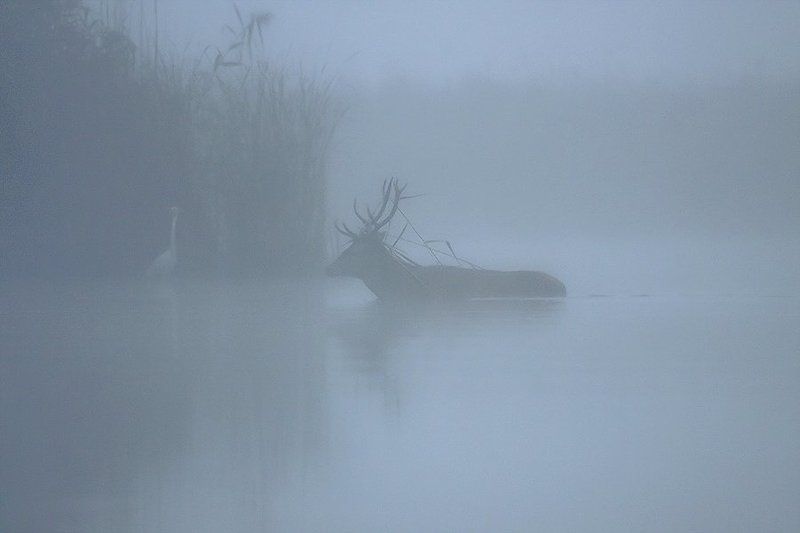 Fog фото превью