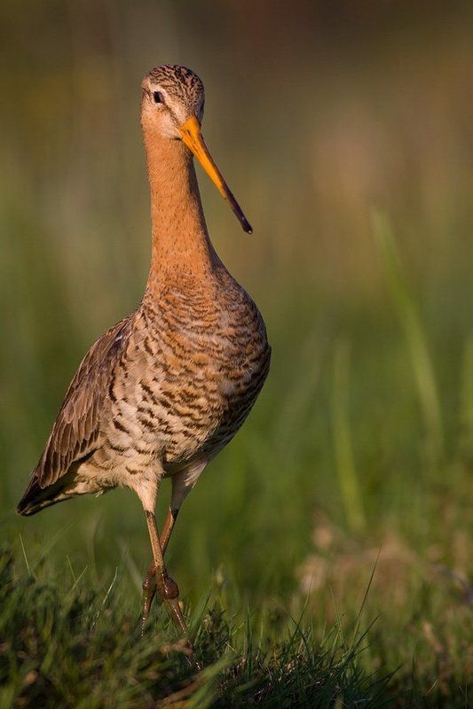 Black-tailed Godwit фото превью
