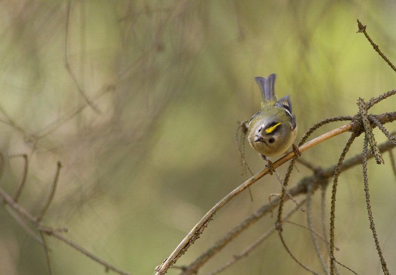 Goldcrest фото превью