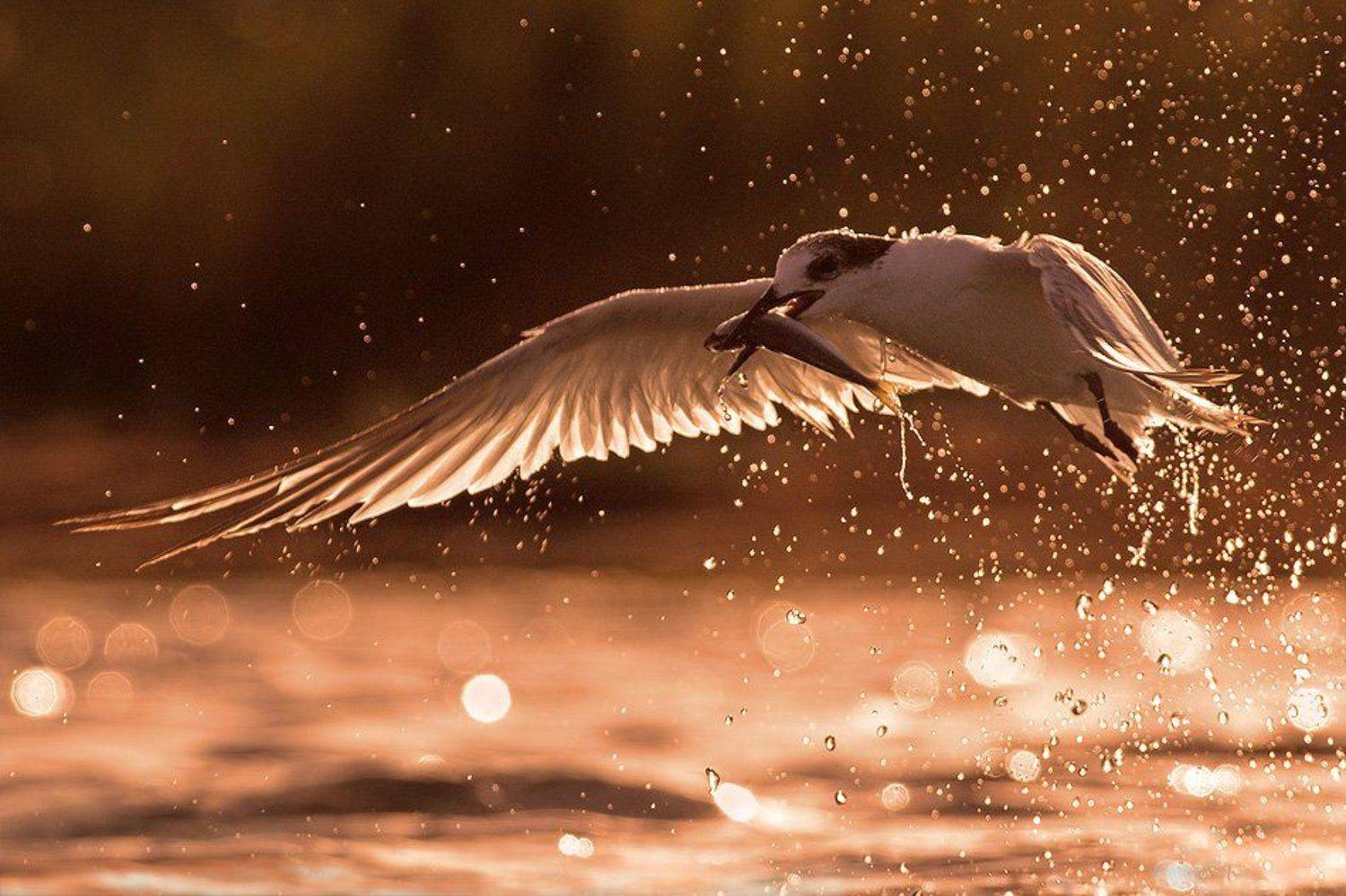 , Евгени Стефанов