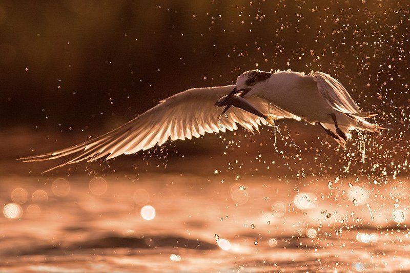 Охотник золота фото превью