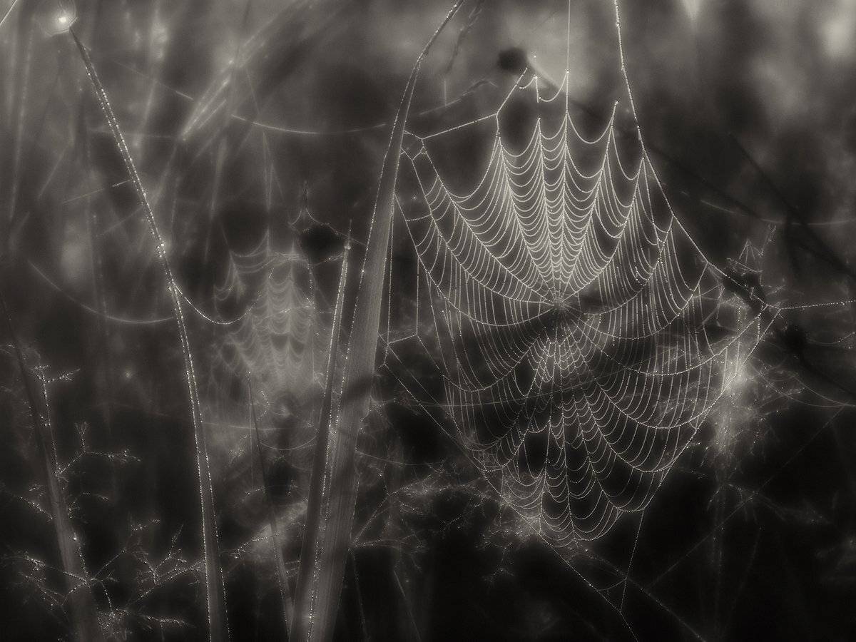 , Владимир Перепечаев